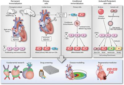 Multicellular In vitro Models of Cardiac Arrhythmias: Focus on Atrial Fibrillation